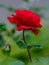 Close view of victor hugo red Rose