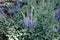 Close view of violet flower spikes of Veronica incana