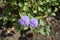 Close view of violet flowers of Ageratum houstonianum