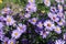 Close view of violet flowers of Symphyotrichum dumosum