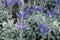 Close view of violet spikes of Veronica incana