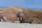 Close view walrus odobenus rosmarus lying on sand beach