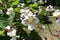 Close view of white flower of catalpa