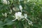 Close view of white flowers of Amur honeysuckle in May