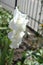Close view of white flowers of Gladiolus