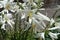 Close view of white flowers of Madonna lilies