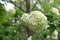 Close view of white inflorescences of Viburnum opulus sterile