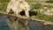 Close view of white polar bear dwalking by clean lake water