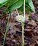 Close view of a white and yellow mayapple flower and green leaves growing in a spring forest.