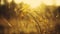 Close view of wild steppe through branch of bush and grass on sun blinks