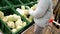 Close view woman in jacket chooses fresh Chinese cabbage