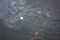 Close view of Yamuna River polluted with garbage and gasoline in