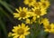 Close view of yellow Arnica Arnica Montana herb blossoms.Note