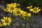 Close view of yellow Arnica Arnica Montana herb blossoms.Note