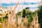 Close View Of Yellow Dried Spikelets Of Wild Grass In Autumn Sunny