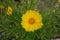 Close view of yellow flower of Coreopsis lanceolata in June
