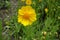 Close view of yellow flower of Coreopsis lanceolata in May