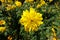 Close view of yellow flower of Rudbeckia laciniata Goldquelle
