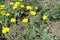 Close view of yellow flowers of Cota tinctoria Kelwayi