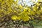 Close view of yellow flowers of forsythia in March