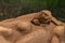 Close view of Yellow Monitor Lizard also known as Varanus flavescens sitting on the edge of the stone. Wildlife photography