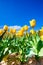 Close view of yellow tulips in sunshine during day