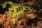 CLOSE VIEW OF YOUNG PLANTS ON COMPOST HEAP