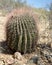 Close view of a young saguaro cactus in the southern Arizona Sonoran Desert