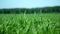 Close view young thin green wheat stalks against forest