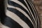 Close view of zebra in herd, in the mountains, next to rocks and in a natural background. Macro of animals, hot habitat. Zebra