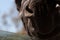 Close view of zebra in herd, in the mountains, next to rocks and in a natural background. Macro of animals, hot habitat. Zebra