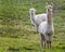 Close of white Alpaca with head erect and funny facial expression