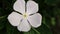 Close of white Catharanthus Roseus flower, also known as Periwinkle Madagascar or Vinca Rosea
