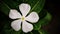 Close of white colored of Catharanthus Roseus flower, also known as Periwinkle Madagascar or Vinca Rosea