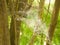 close of white spider fluff spring hanging tree branches texture