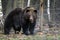 Close wild big brown bear portrait in forest. Danger animal in nature habitat