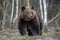 Close wild big brown bear portrait in forest. Danger animal in nature habitat