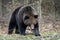 Close wild big brown bear portrait in forest. Danger animal in nature habitat
