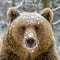 Close wild big brown bear portrait in winter forest