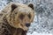 Close wild big brown bear portrait in winter forest