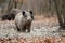 Close wild boar in dirt in autumn forest