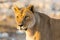 Close wildlife lioness portrait in sunshine