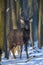 Close young majestic red deer stag in winter forest. Cute wild mammal in natural environment