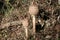 Close young parasol mushroom