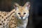 Close young serval cat Felis serval