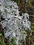 Close yp of Dusty Miller, Silver Ragwort.