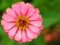 Close-zinnia.