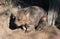 Close â€“ up of a Common Wombat (Vombatus ursinus) in Sydney