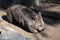 Close â€“ up of a Common Wombat (Vombatus ursinus) in Sydney