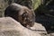 Close â€“ up of a Common Wombat (Vombatus ursinus) in Sydney
